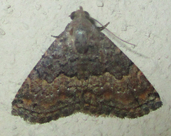 Eublemma nigrivitta