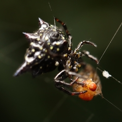 Gasteracantha doriae
