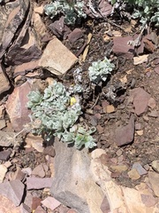Antennaria aromatica