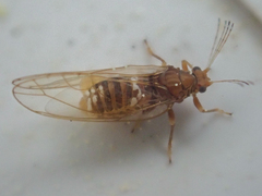 Bactericera shepherdiae