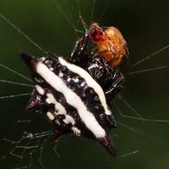 Gasteracantha doriae