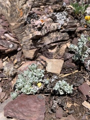 Antennaria aromatica