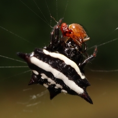 Gasteracantha doriae