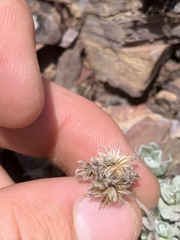 Antennaria aromatica
