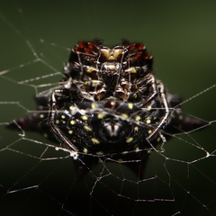 Gasteracantha doriae