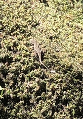 Sceloporus occidentalis