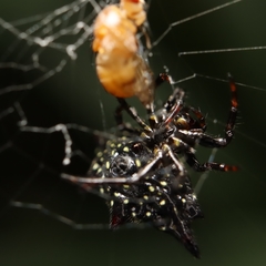 Gasteracantha doriae