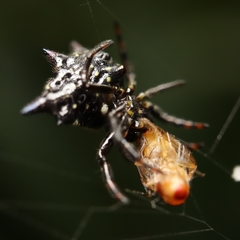 Gasteracantha doriae