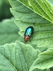 Syphrea flavicollis