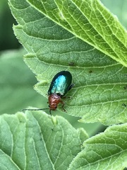 Syphrea flavicollis