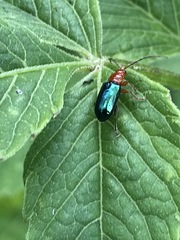 Syphrea flavicollis