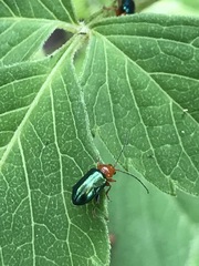 Syphrea flavicollis