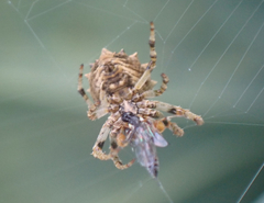 Acanthepeira venusta