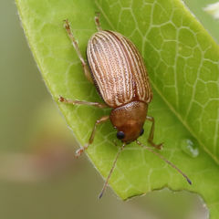 Colaspis brunnea