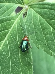 Syphrea flavicollis