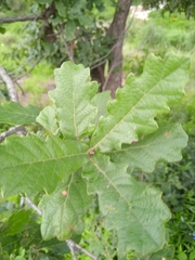 Quercus laeta
