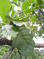 Quercus laeta