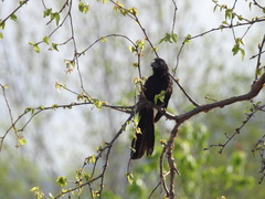 Crotophaga sulcirostris