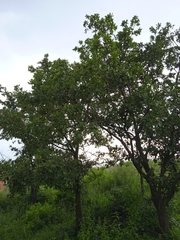 Quercus laeta