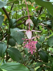 Medinilla magnifica