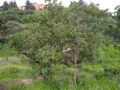 Quercus laeta