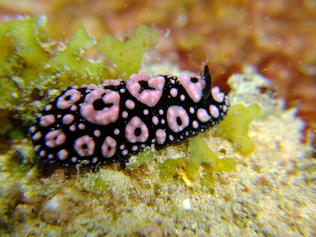 Phyllidiella annulata
