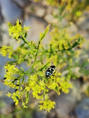 Eurydema oleracea
