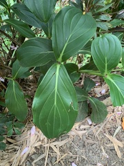 Medinilla magnifica