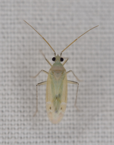 Occidentodema mcfarlandi