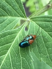 Syphrea flavicollis