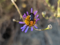 Nemognatha bifoveata
