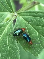 Syphrea flavicollis