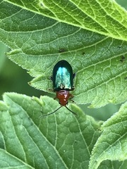 Syphrea flavicollis