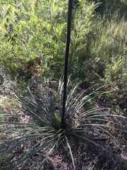 Xanthorrhoea concava