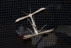 Hellinsia pectodactylus