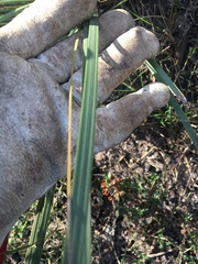 Xanthorrhoea concava