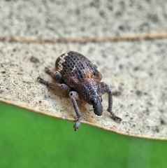 Oxyops fasciatus