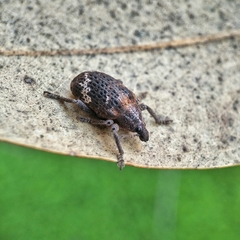 Oxyops fasciatus