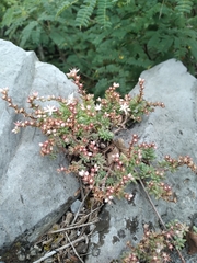 Sedum potosinum