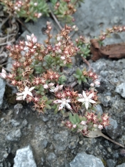 Sedum potosinum