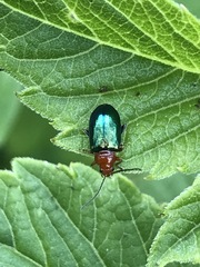 Syphrea flavicollis
