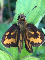 Taractrocera luzonensis