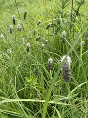 Dalea candida