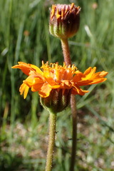 Raillardella pringlei