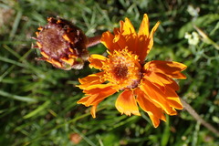 Raillardella pringlei