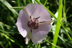 Calochortus uniflorus