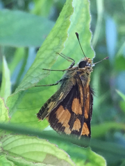 Taractrocera luzonensis