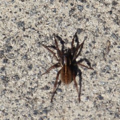 Artoriopsis