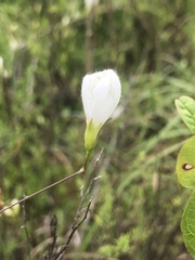 Stylisma humistrata
