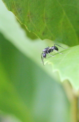 Camponotus parius